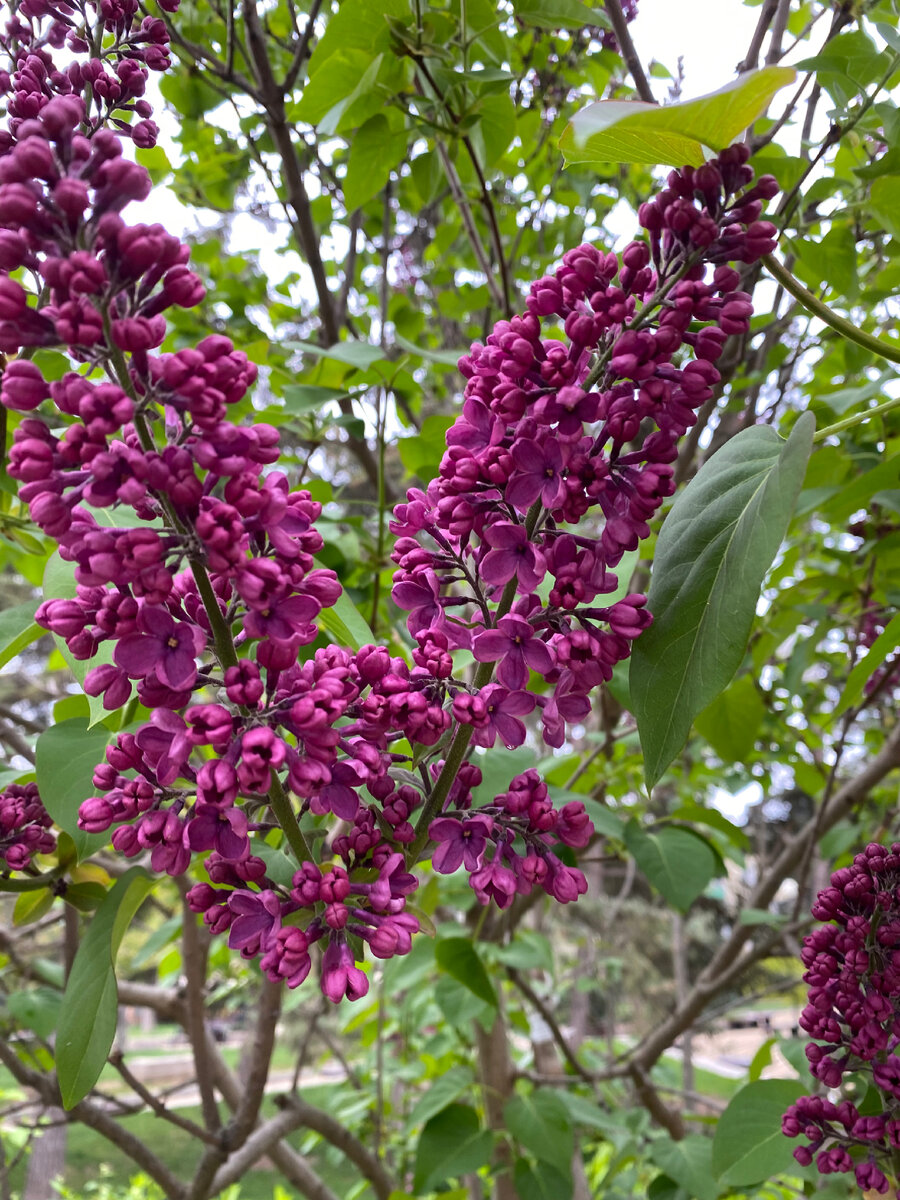 Совсем сиреневая))