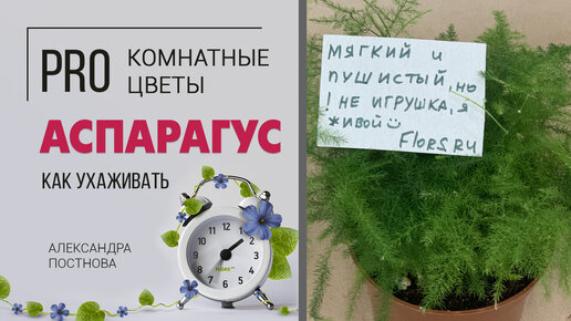 Аспарагус - неприхотливый комнатный цветок | Что вы о нем еще не знали?