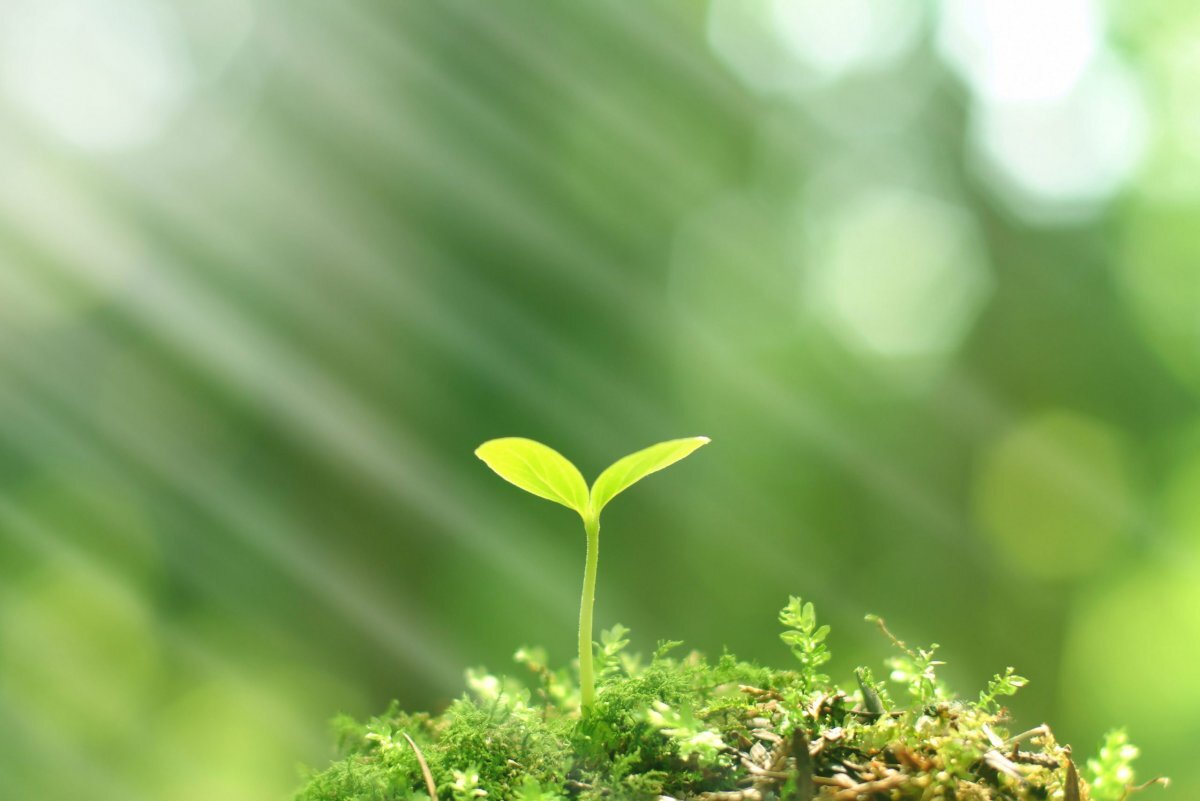 Картинка взята из общей сети Интернет