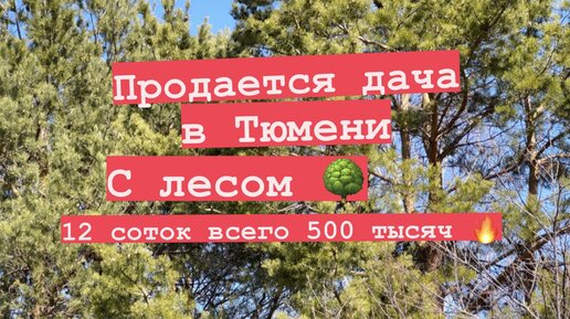 Продается дача в Тюмени с лесом. 12 соток всего 500 тысяч 🔥