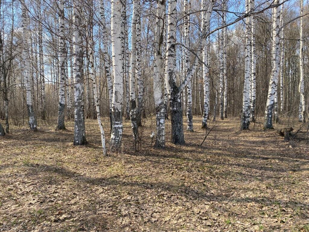 Мамин лес. апрель 2023г