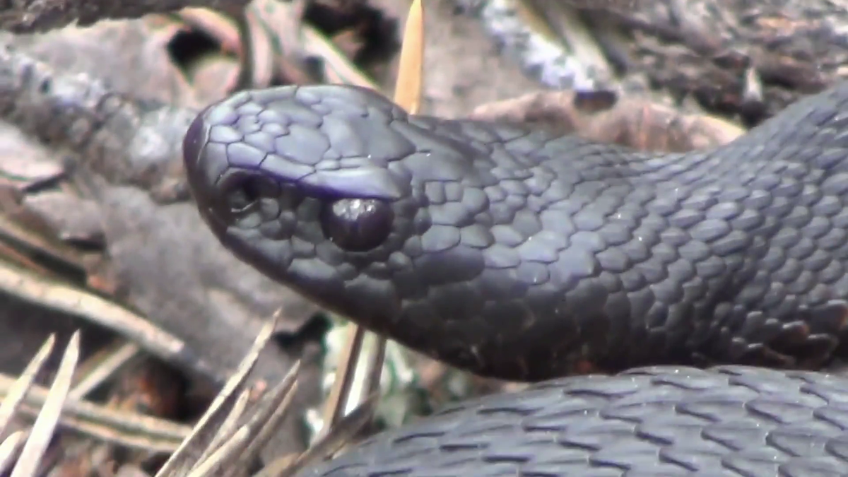 Змея гадюка никольского подняла голову. Сейчас она поползет. Видно поняла, чтоя для нее опасности не представляю.