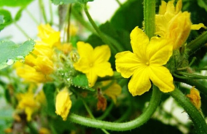 Чтобы огурцы не замерзли в мае: 2 подкормки, которые помогут огурцы пережить холода. ля сохранения цветков, завязи - элемент холодостойкости