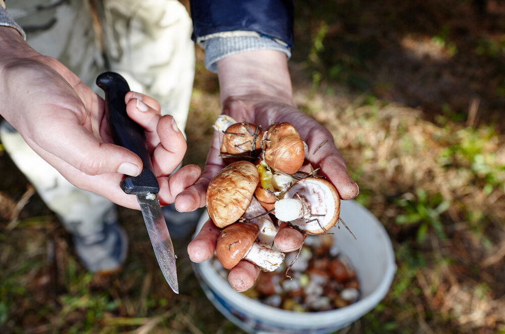 Picking mushrooms. Грибы из леса. Фото грибников с грибами в лесу. А вы грибники. В чем ходить за грибами.
