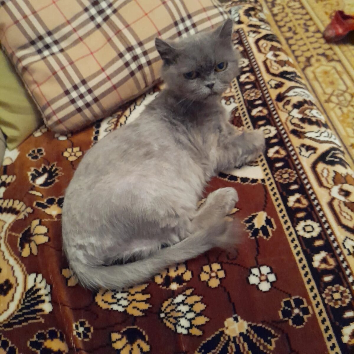 Её избавили от валенка, в который превратилась  шуба. Проблема в том, что и сейчас в городе Дюртюли многие кошки ищут помощи у людей и не находят, потому что нет контроля породистых клубов. Они не ограничены в продаже, и в результате люди заполнены котами. 