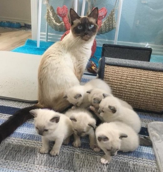 Кошки и беременность хозяйки: что говорят ученые о их чувствительности