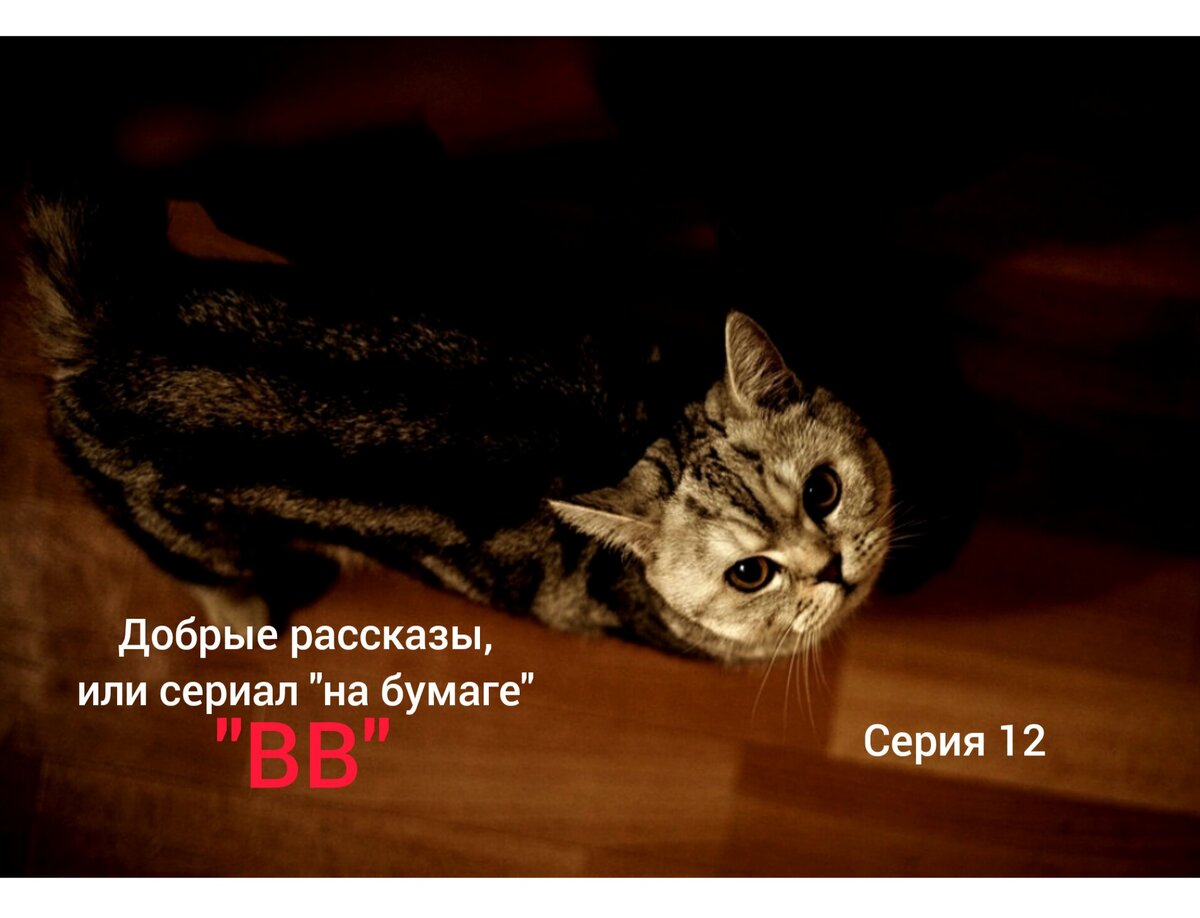 Кошечка-модель Соня. Автор фото - Ирина. Добрые рассказы, или сериал "на бумаге" "ВВ". Серия 12 «Пахучие, трусливые и прибытие знаменитого хвоста"