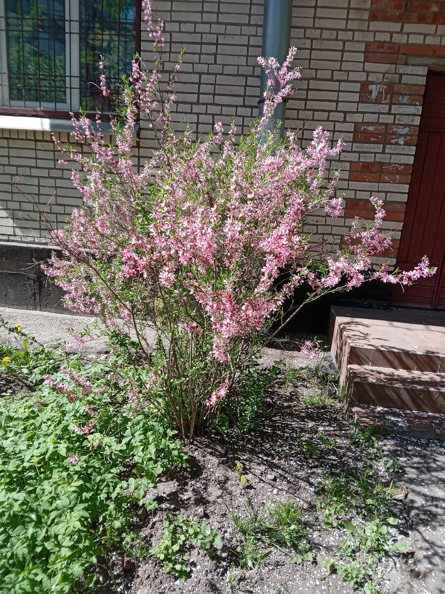 А это тоже вишня 🍒? Кто-то знает?