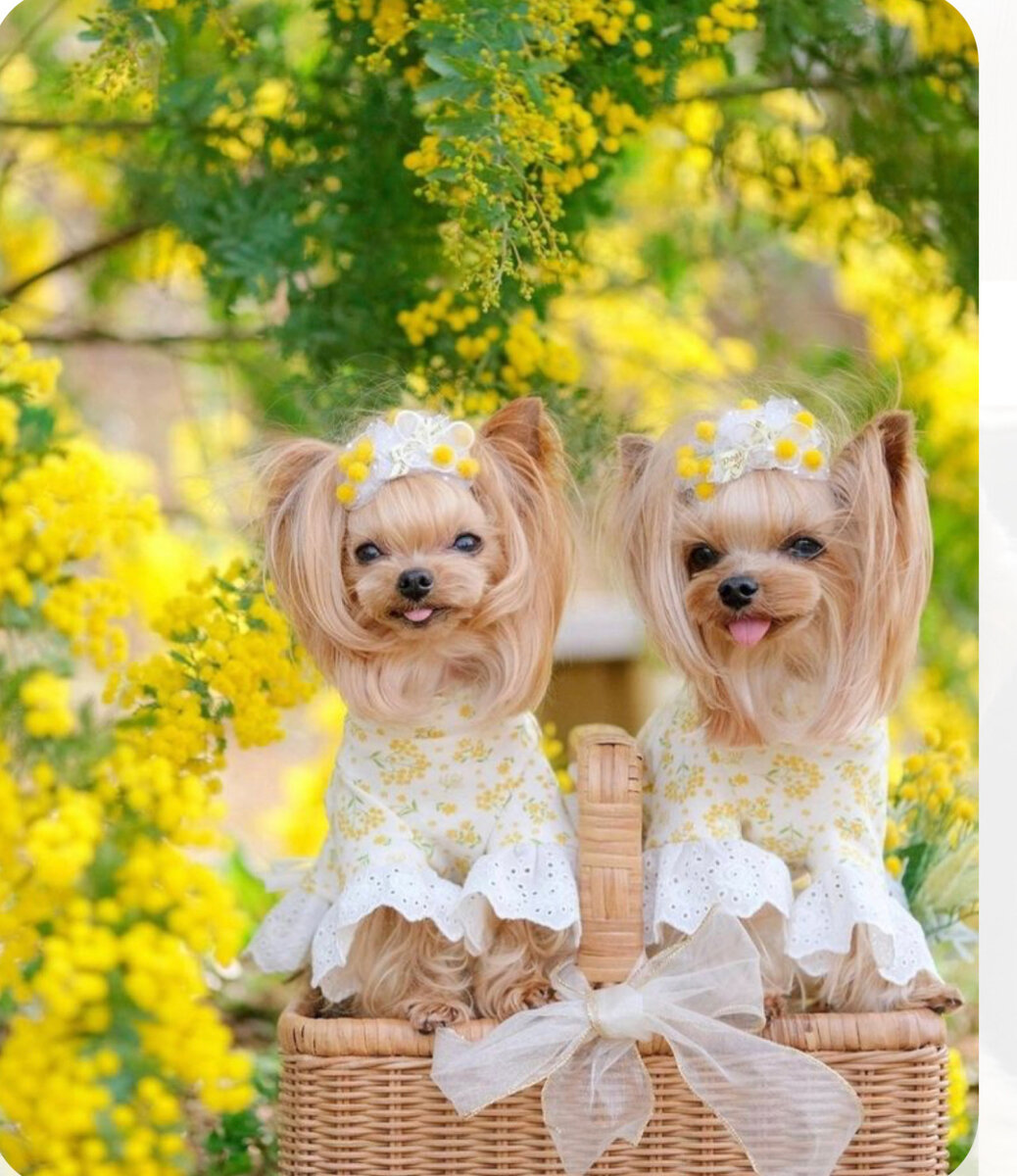 Что лучше стерилизация или роды 