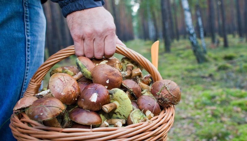 Здесь без нарушений Закона... Фото из открытых источников.