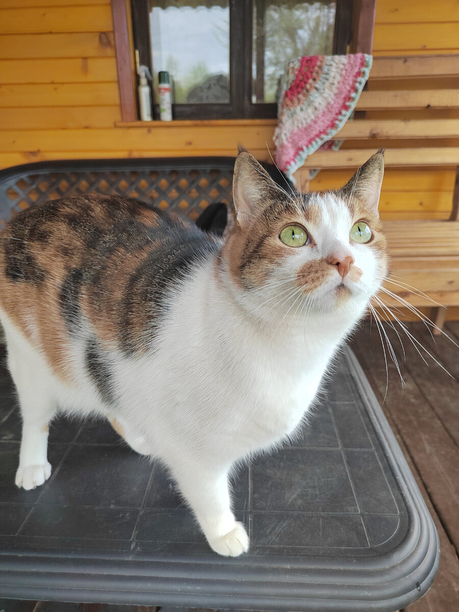 Тигра накануне отъезда 