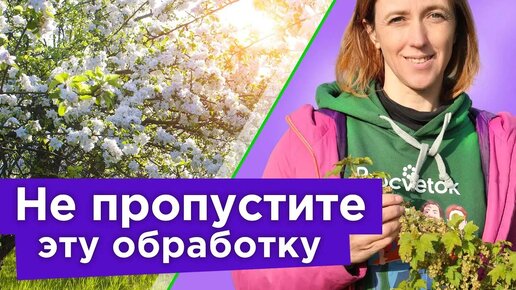 Цветут сады? Обязательно обработайте бором правильно – и пустоцветов не будет!