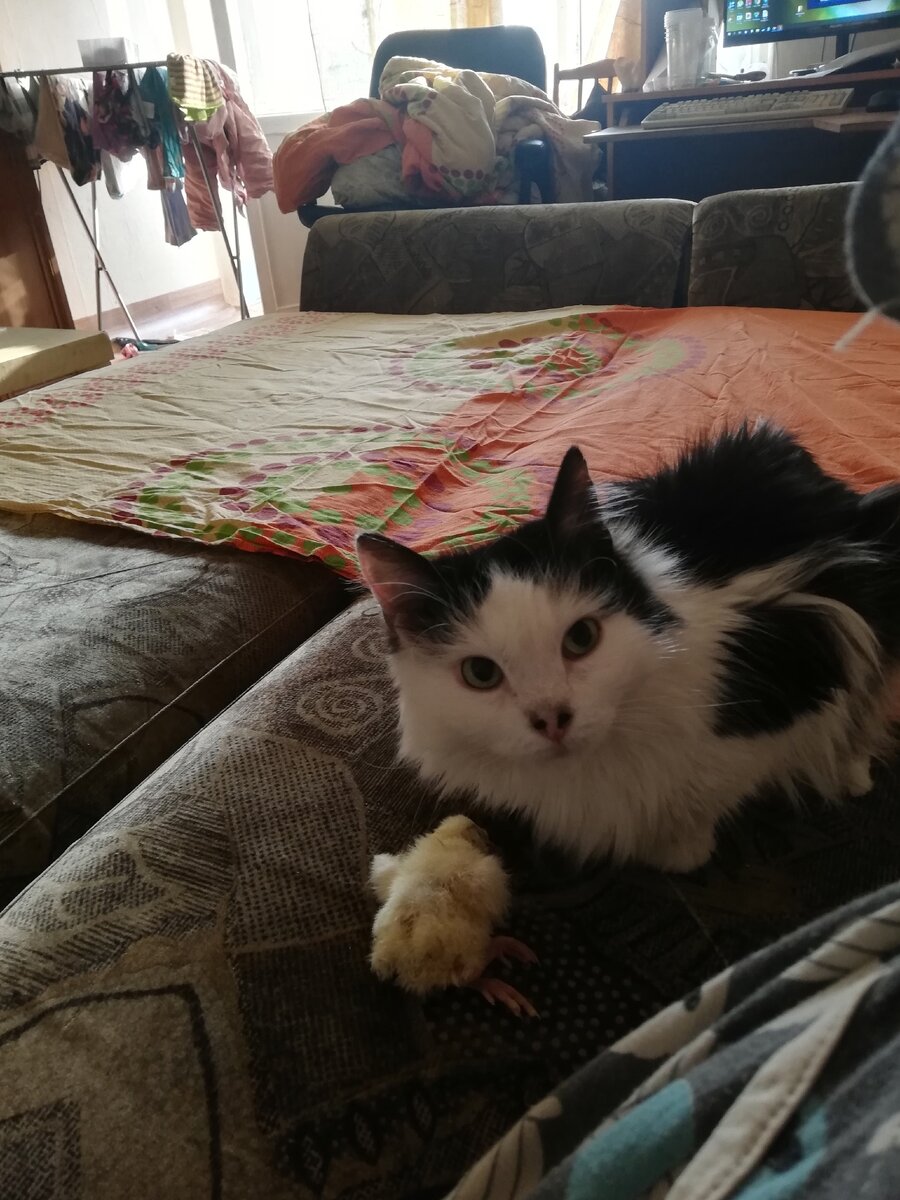 кошка принесла добычу, чтобы поделиться)