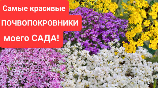 КАКИЕ ЦВЕТЫ БЕЗ ЗАМОРОЧЕК МОЖНО ВЫРАСТИТЬ ПОСЕВОМ В ОТКРЫТЫЙ ГРУНТ.