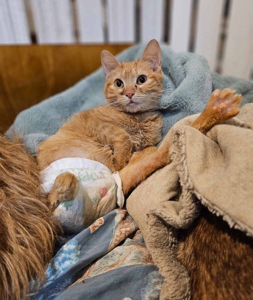 котенок с соской мем. кот новости сегодня. кот в тюрьме. бездомные животные. кот новости сегодня.