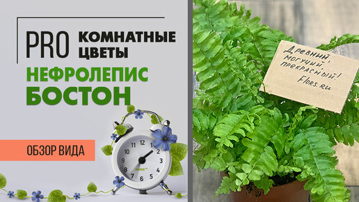 Нефролепис Бостон - папоротник, один из многочисленных видов. Неприхотливое комнатное растение.