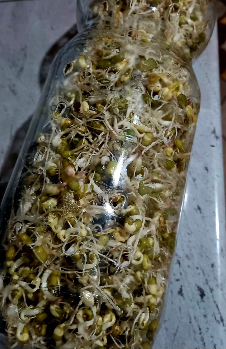 Берём пророщенный Маш. (Потом покажу как проростить Маш в домашних условиях. )