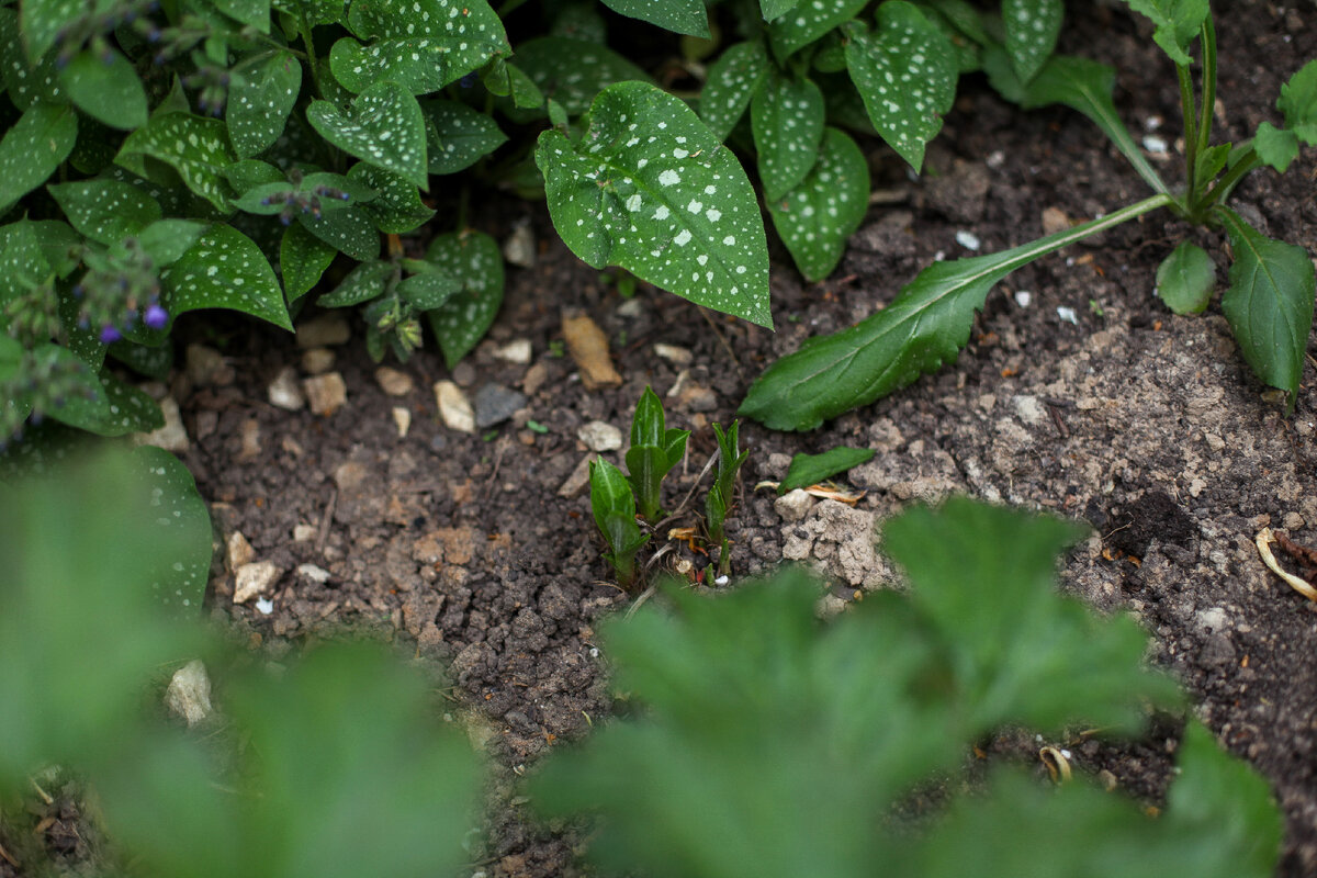 Молодые листья лиатрис.