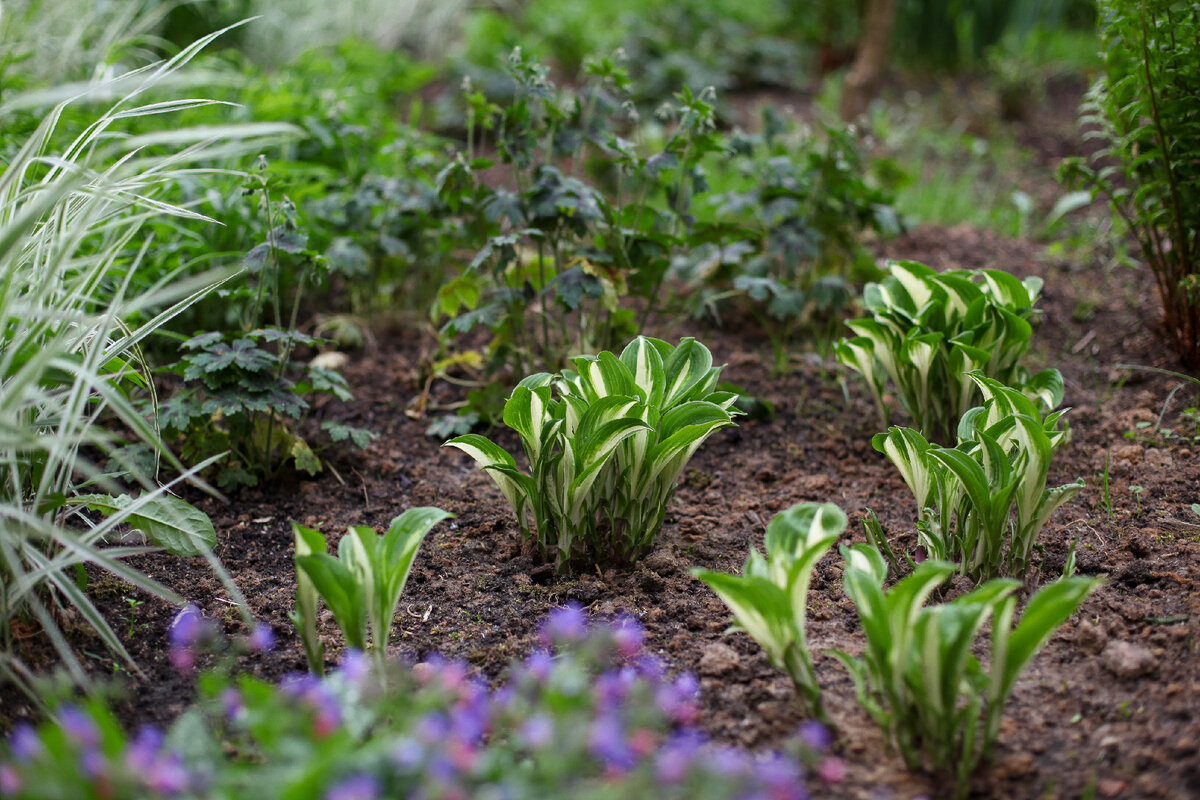 Хоста без названия, лакомство для слизней! На переднем пане в расфокусе медуница, слева фалярис тростниковый; на заднем плане герань Samobor, справа папоротник.