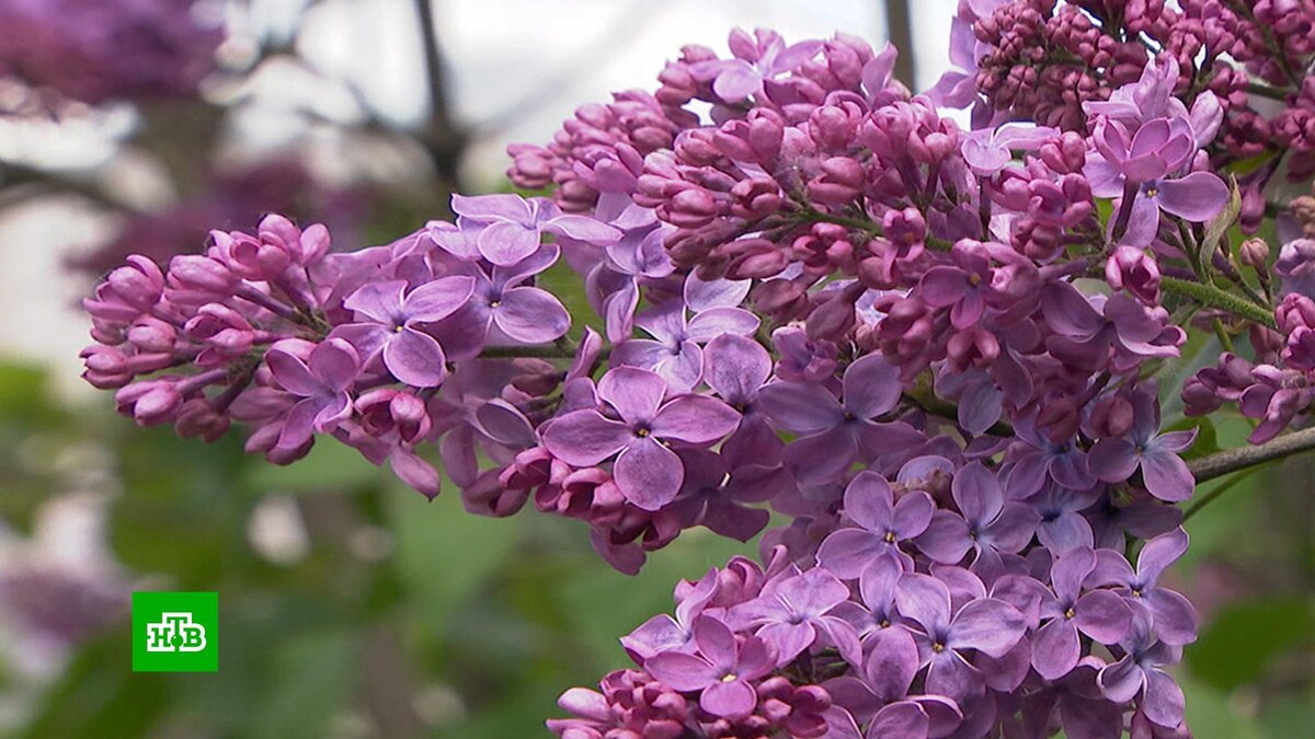 Королева кустарников: почему нельзя срывать сирень | НТВ: лучшее | Дзен