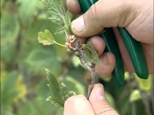 Удобрение куста зависит от почвы, в которой он высажен. Если грунт достаточно хорош, то в первый год почву можно не уд
обрять вообще. В противном случае нужно учитывать, что смородина любит фосфор.