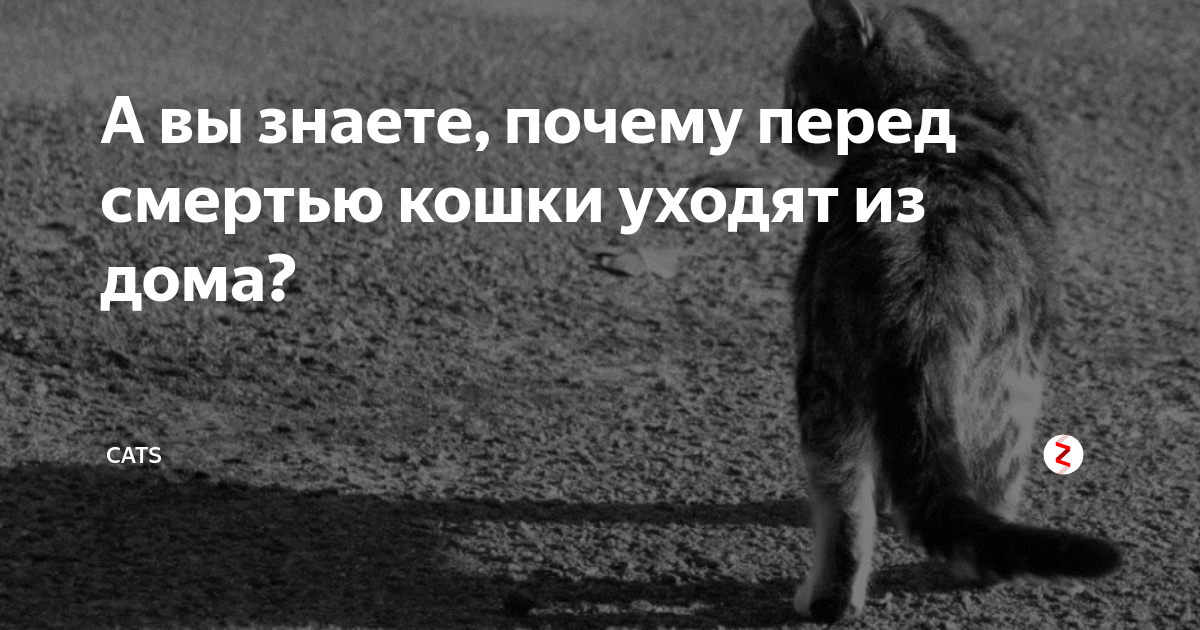 Кошка уходит. Кошки уходят перед смертью. Почему коты уходят. На сколько кошки уходят из дома