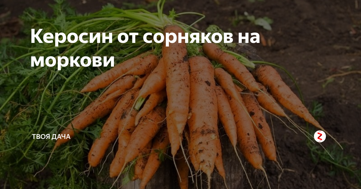 Сорняки моркови. Керосин для моркови от сорняков. Морковь ленивая грядка. Морковь сорт ленивая грядка. Способы выращивания моркови.