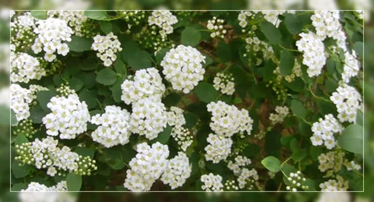 Спирея Вангутта