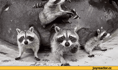 енотики пытаются попасть в целевую аудиторию