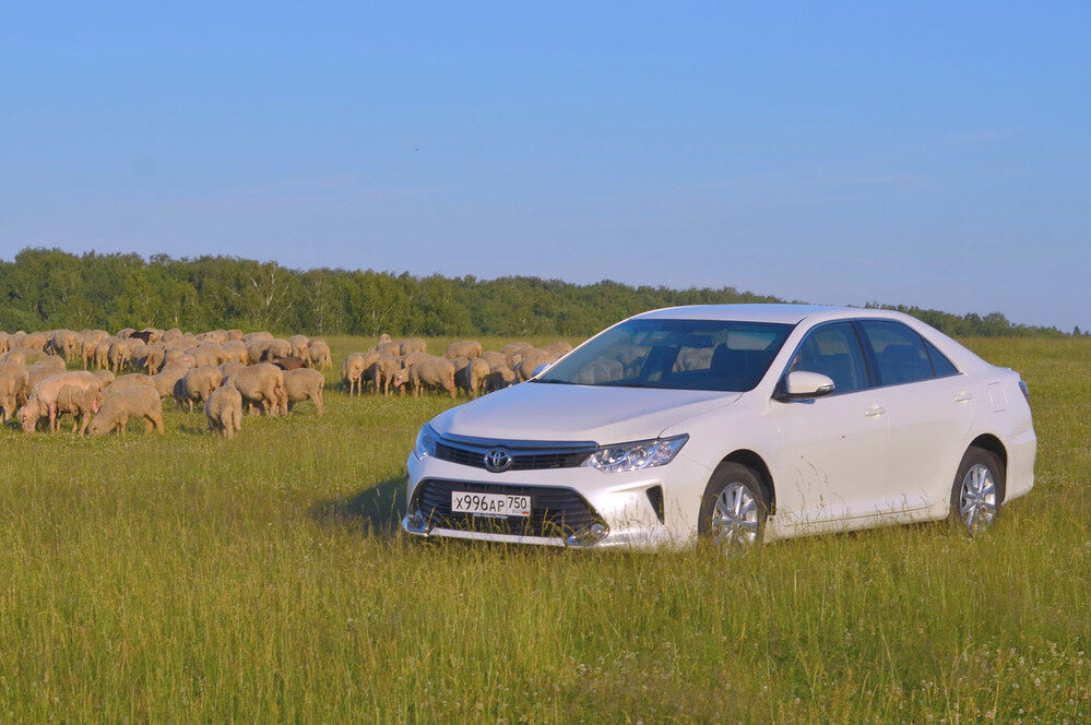 Camry  –настоящий бестселлер сегмента D/E. За первые 6 месяцев года было  продано 13 178 седанов – это 47% сегмента! Около  60% покупателей  выбирают машины с 2.5-литровым мотором, 10% – флагманский V6, а  остальные делают свой выбор в пользу базового двигателя 2.0.