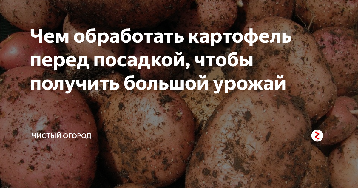 Чем обработать клубни картофеля перед. Обработка картофеля. Обработка клубней картофеля. Картофель семенной обработанный.