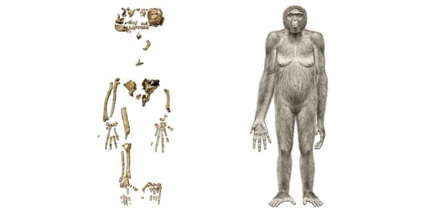 Ardipithecus ramidus