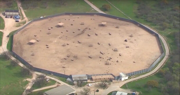 Вольер, в котором живут павианы.
Texas Biomedical Research Institute / Youtube