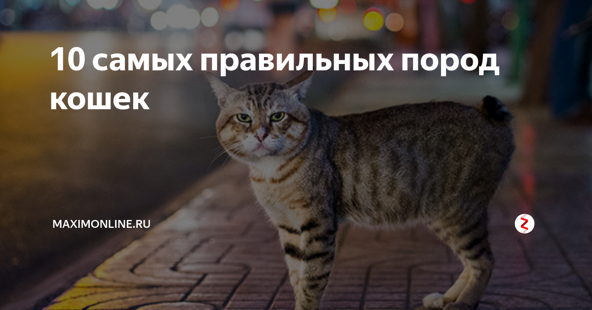 Maximonline ru video