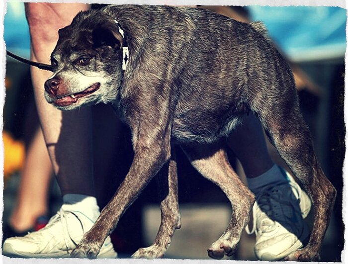 Горбатый Квазимодо – самая уродливая собака на планете | Такса диктует |  Дзен