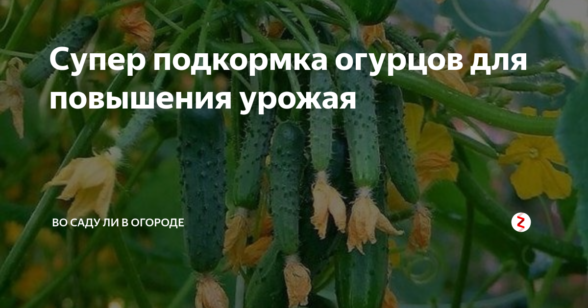 Подкормка огурцов. Супер подкормка для огурцов. Завязи огурцов желтеют и засыхают в теплице. Желтеют листья у огурцов в теплице и завязи.