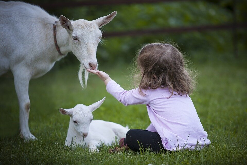 фото: pixabay.com