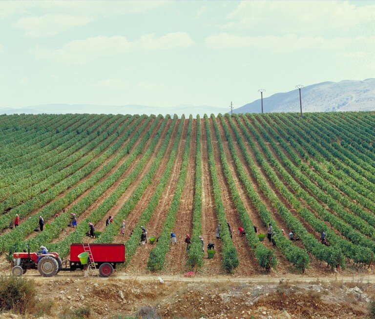 [caption id="attachment_2495" align="alignnone" width="768"] Вина Ливана[/caption]