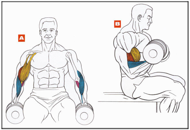 Подъемы сидя. Упражнения для предплечий с гантелями для мужчин. Упражнения на длинный пучок бицепса. Поднятие штанги на бицепс сидя с колен. Схема упражнений с гантелями на бицепс.