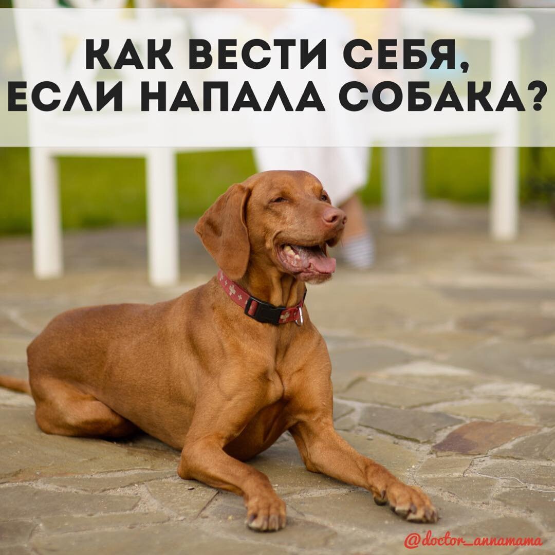 📸На фото наш Бруно, венгерская выжла.
