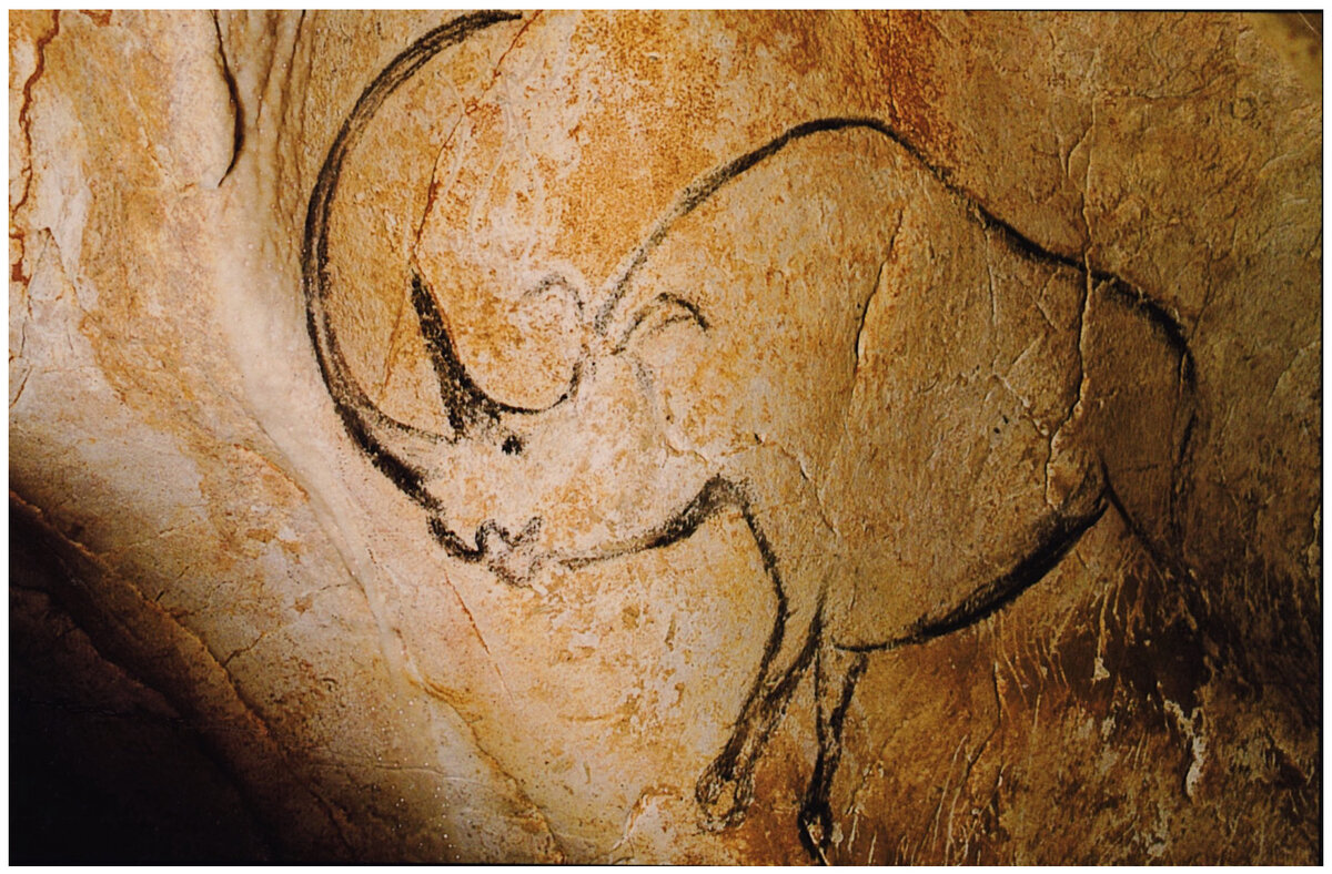 Coelodonta antiquitatis в пещере Chauvet