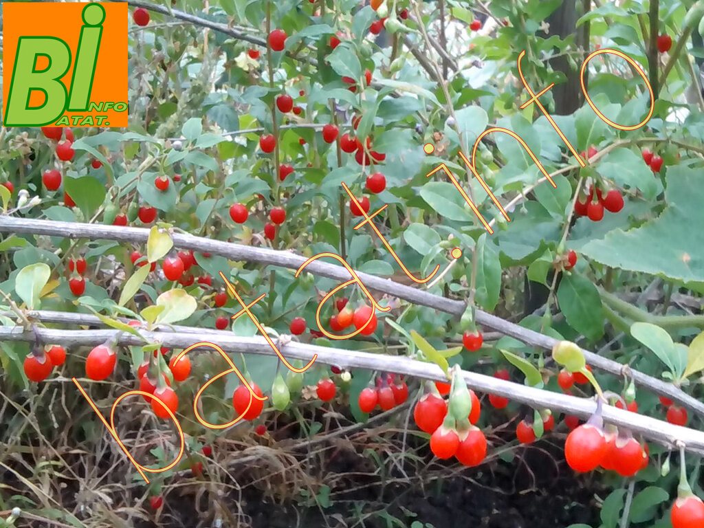 Ягоды годжи.