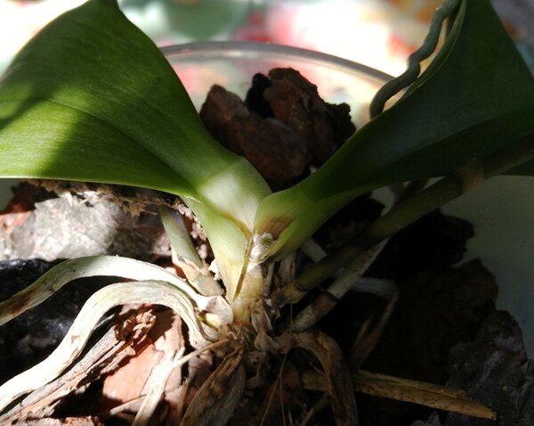 Загнившая точка роста орхидеи.