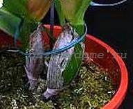 Среднее или крупное растение имеет стебли в виде псевдобульб (укороченных суккулентных образований). Бульбы (на фото) являются запасающим органом цветка, в котором накапливается влага и питательные вещества. На каждой бульбе формируется один или два листа и два или три междоузлия.