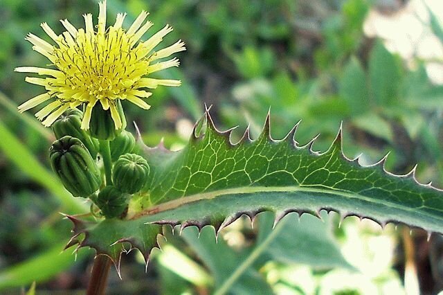 Источник фото: https://cepia.ru/images/u/pages/2108/osot-7.jpg