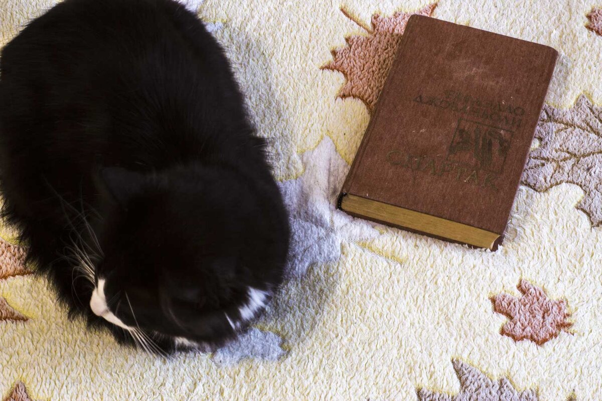 Феликс принимает непосредственное участие в съемках:-)