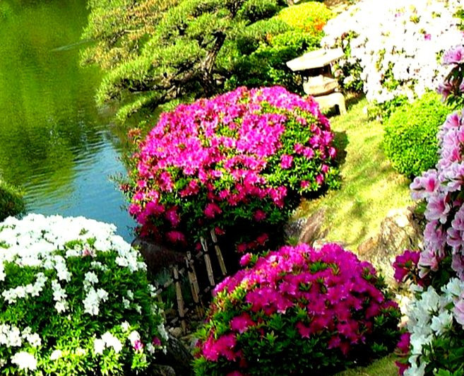 Японский сад