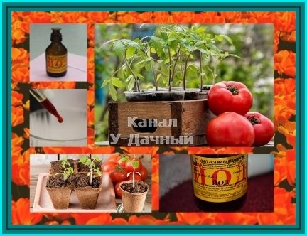 Применение йода, при выращивании томатов (методы и советы от читателей канала)
