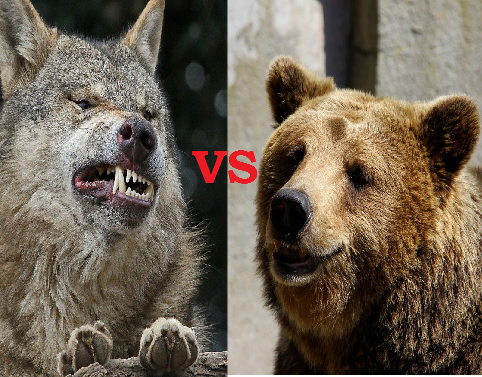 медведь против волка