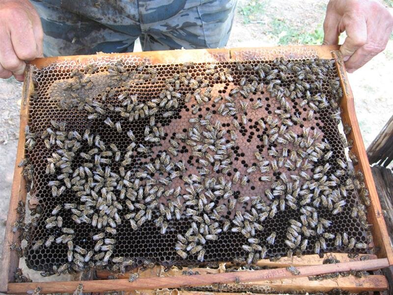 Рамка из пакета пчёл-"тюбетеек". Пчелы на рамке очень мало - друг друга догоняют. В расплоде (запечатанные ячейки) много пропусков. Сама рамка старая, чёрная.